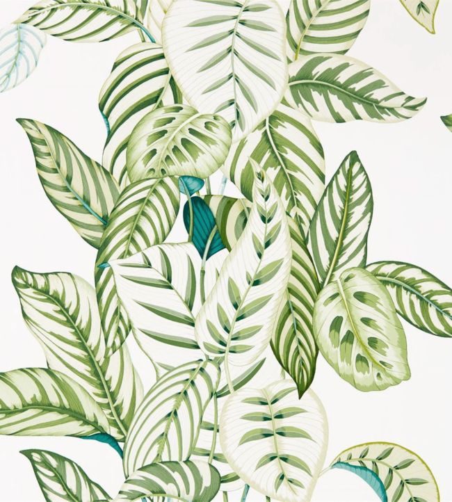 Calathea Wallpaper - Botanical Green - DGLW216630 - Sanderson