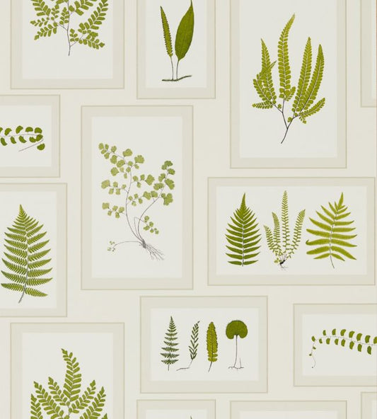 Fern Gallery Wallpaper - Ivory/Green - DWOW215712 - Sanderson