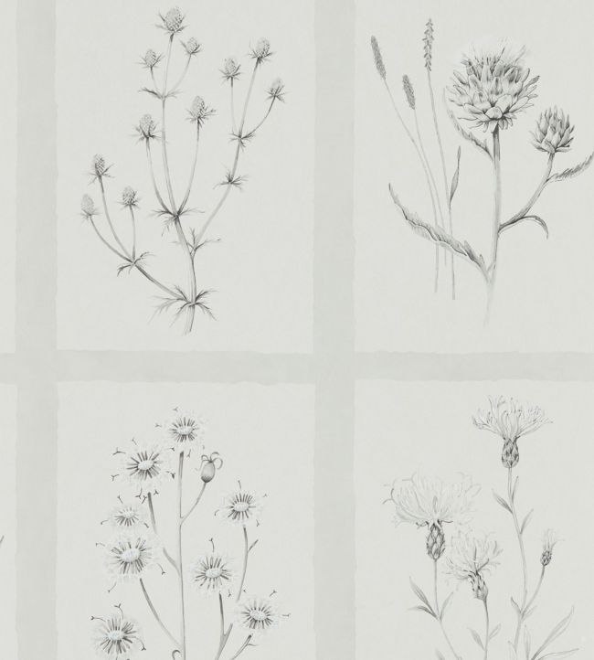 Little Thistles Wallpaper - Pewter - DEBB216512 - Sanderson
