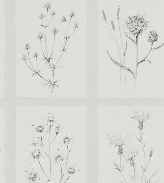 Little Thistles Wallpaper - Pewter - DEBB216512 - Sanderson