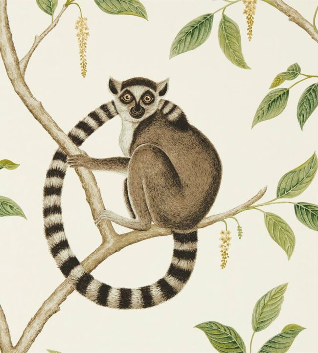 Ringtailed Lemur Wallpaper - Cream/Olive - DGLW216664 - Sanderson