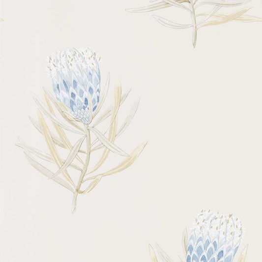 Protea Flower Wallpaper - China Blue/Canvas - Sanderson - DART216327