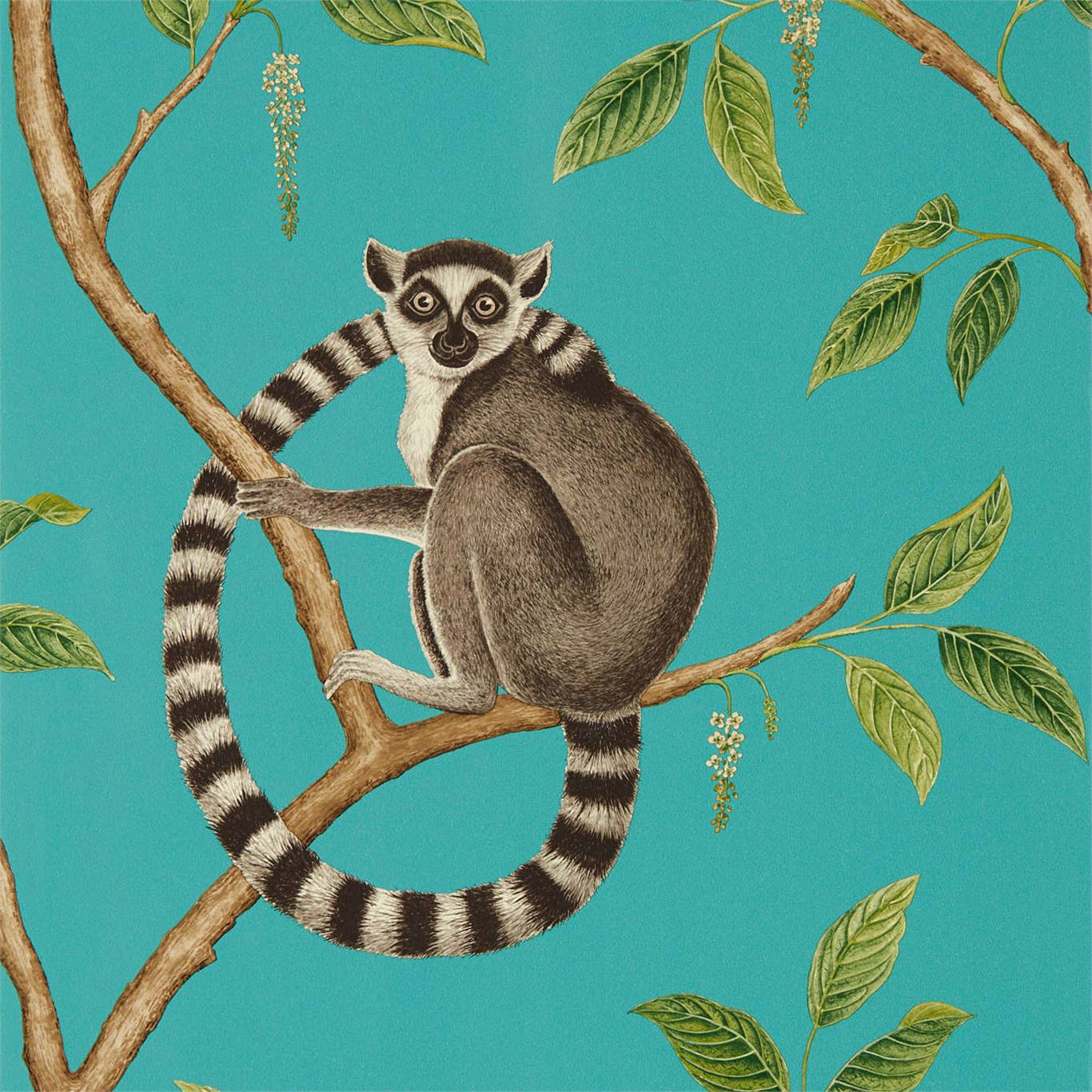 Ringtailed Lemur Wallpaper - Teal - Sanderson - DGLW216663